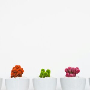 Vibrant cacti in white pots against minimalistic background, perfect for decor ideas.